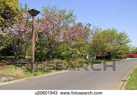 Cherry Blossom Trees in Kiba Park View Large Photo Image Stock Image - Cherry Blossom Trees in Kiba Park. Fotosearch
