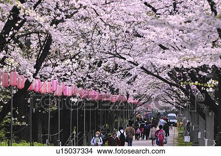 Picture - Cherry Blossom Trees in Park. Fotosearch