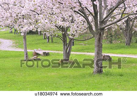 Cherry Blossom Trees in Park View Large Photo Image Picture - Cherry Blossom Trees in Park. Fotosearch