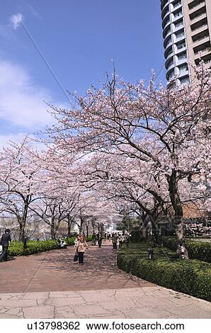 Cherry Blossom Trees in Park View Large Photo Image Stock Image - Cherry Blossom Trees in Park. Fotosearch