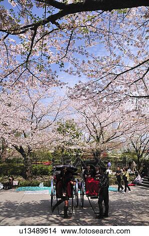 Picture - Cherry Blossom Trees in Sumida Park. Fotosearch