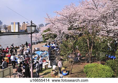 Cherry Blossom Trees in Tsukuda Park View Large Photo Image Picture - Cherry Blossom Trees in Tsukuda Park. Fotosearch