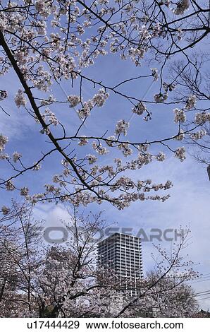 Cherry Blossom Trees in Tsukuda Park View Large Photo Image Stock Photo - Cherry Blossom Trees in Tsukuda Park. Fotosearch