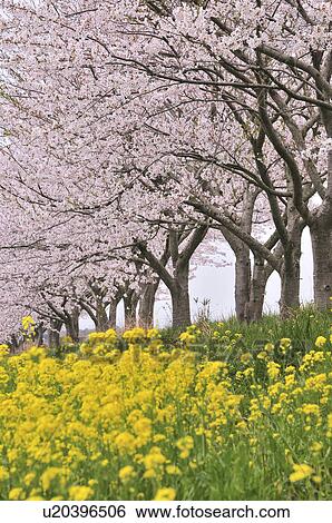 Cherry Blossom Trees Over Oilseed Rape View Large Photo Image Stock Photograph - Cherry Blossom Trees Over Oilseed Rape. Fotosearch