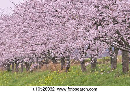 Cherry Blossom Trees View Large Photo Image Stock Image - Cherry Blossom Trees. Fotosearch