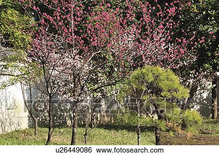 Stock Photograph - Cherry Blossom Trees. Fotosearch