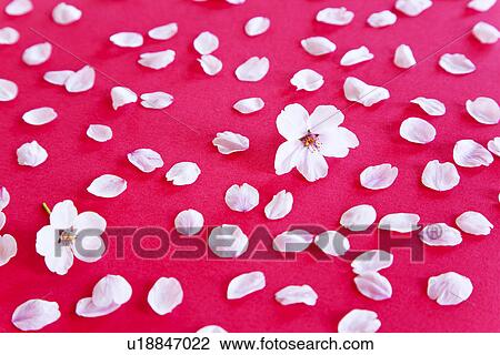 Stock Image - Cherry Blossoms and Petals. Fotosearch