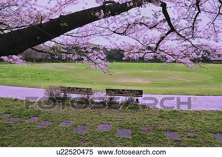 Cherry Blossoms Over Bench View Large Photo Image Stock Photography - Cherry Blossoms Over Bench. Fotosearch