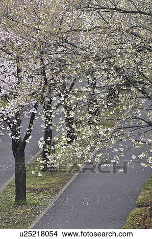 Picture - Cherry Blossoms. Fotosearch