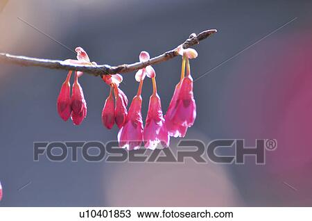 Cherry Blossoms View Large Photo Image Stock Image - Cherry Blossoms. Fotosearch