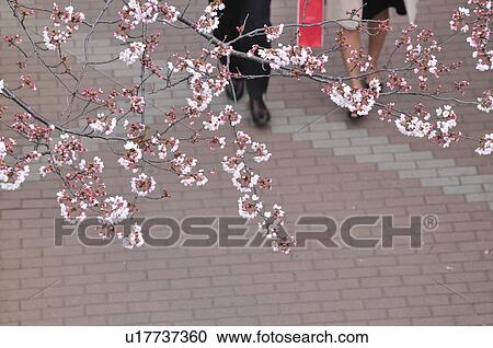 Cherry Blossoms View Large Photo Image Stock Image - Cherry Blossoms. Fotosearch