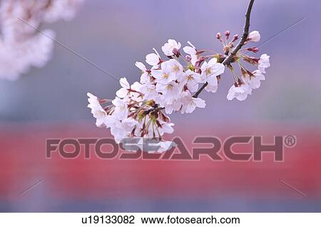 Stock Image - Cherry Blossoms. Fotosearch