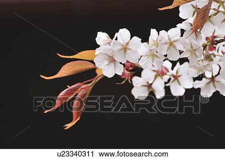 Cherry Blossoms View Large Photo Image Stock Image - Cherry Blossoms. Fotosearch