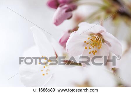 Stock Photo - Cherry Blossoms. Fotosearch