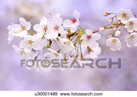 Cherry Blossoms View Large Photo Image Stock Photo - Cherry Blossoms. Fotosearch