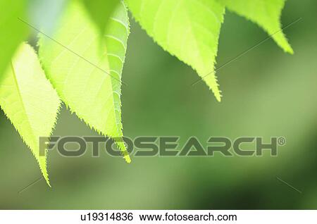 Stock Photograph - Cherry Tree Leaf. Fotosearch