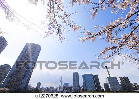 Cherry Trees and Skyscrapers View Large Photo Image Stock Photo - Cherry Trees and Skyscrapers. Fotosearch