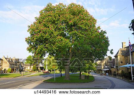 Stock Photograph - Chestnut Tree in Village. Fotosearch