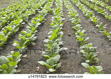 Stock Image - Chinese Cabbage Field. Fotosearch