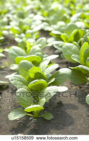 Chinese Cabbage Field View Large Photo Image Stock Photo - Chinese Cabbage Field. Fotosearch
