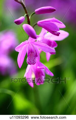 Stock Photograph - Chinese Ground Orchid Flower. Fotosearch