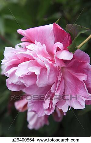 Chinese Peony View Large Photo Image Picture - Chinese Peony. Fotosearch