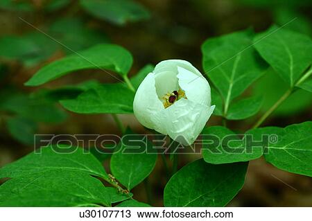 Chinese Peony View Large Photo Image Stock Image - Chinese Peony. Fotosearch