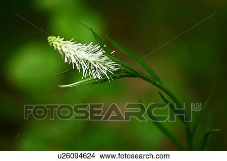 Chionographis japonica flower View Large Photo Image Picture - Chionographis japonica flower. Fotosearch