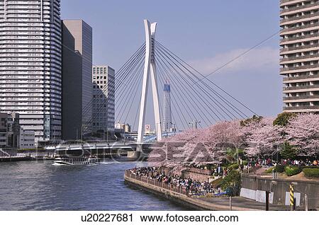 Stock Image - Chuo University Bridge and Cherry Blossom Trees. Fotosearch