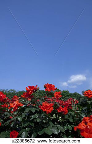 Stock Image - Clear Blue Sky Over Red Roses. Fotosearch