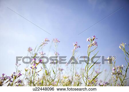 Stock Photograph - Clear Sky Over Field of Flowers. Fotosearch