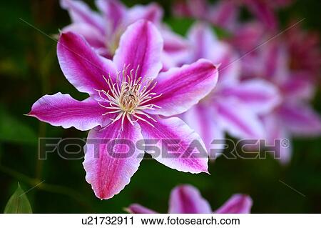 Clematis Flowers View Large Photo Image Stock Image - Clematis Flowers. Fotosearch