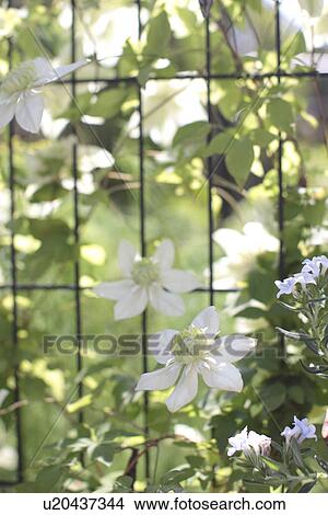 Picture - Clematis. Fotosearch