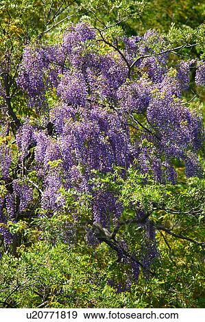 Stock Photo - Climax Wisteria Blooming. Fotosearch