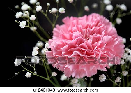 Close-up carnation View Large Photo Image Stock Photo - Close-up carnation. Fotosearch