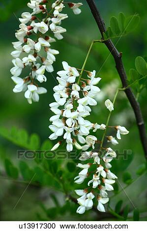 Stock Image - Close Up of Black Locust Flowers. Fotosearch