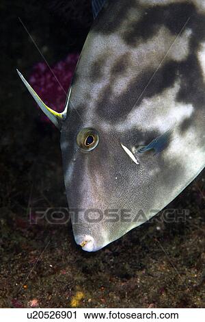 Stock Image - Close Up of Black Scraper. Fotosearch