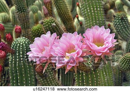 Stock Photo - Close Up of Cactus Flowers. Fotosearch