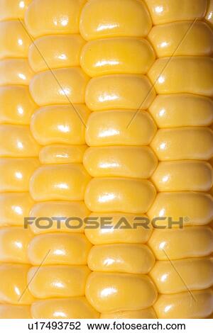 Close Up of Corn View Large Photo Image Stock Image - Close Up of Corn. Fotosearch