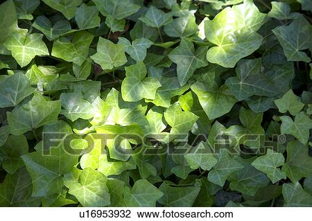 Stock Image - Close-up of ivy. Fotosearch