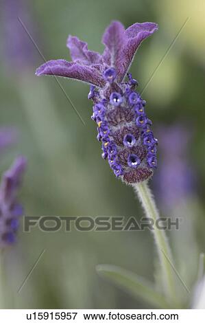 Close-up of lavender View Large Photo Image Stock Photo - Close-up of lavender. Fotosearch