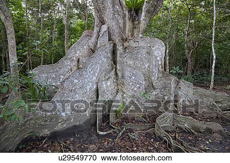 Stock Image - Close Up of Looking-glass Mangrove. Fotosearch