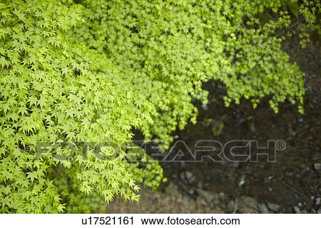 Stock Image - Close Up of Maple Tree. Fotosearch