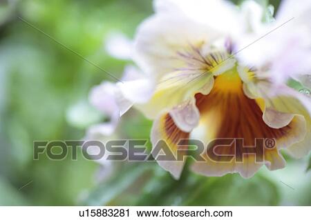 Stock Image - Close-up of pansy. Fotosearch