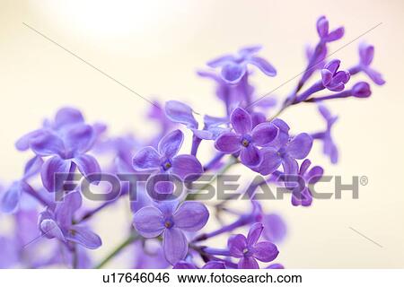 Stock Photograph - Close Up of Purple Flowers. Fotosearch