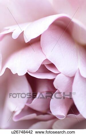 Close-up of rose View Large Photo Image Stock Image - Close-up of rose. Fotosearch