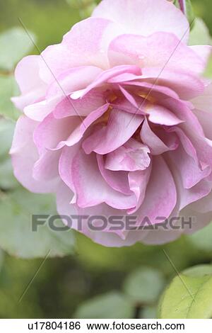 Close-up of rose View Large Photo Image Stock Photograph - Close-up of rose. Fotosearch