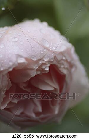 Close-up of rose with dew drops View Large Photo Image Stock Photography - Close-up of rose with dew drops. Fotosearch