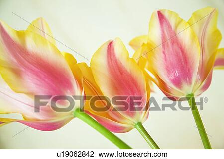 Stock Image - Close Uup of Flowers. Fotosearch