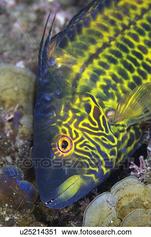 Cocktail Wrasse View Large Photo Image Stock Image - Cocktail Wrasse. Fotosearch